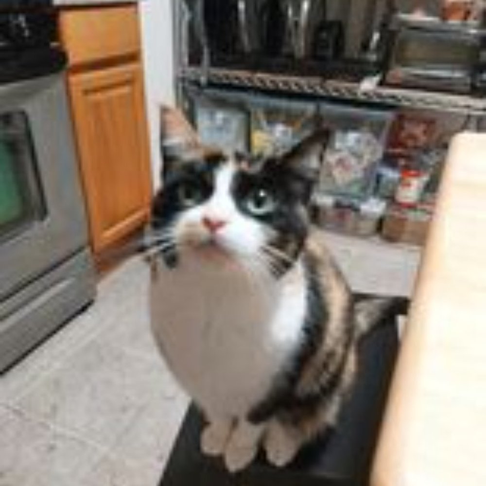 Meet your Posher, Angie